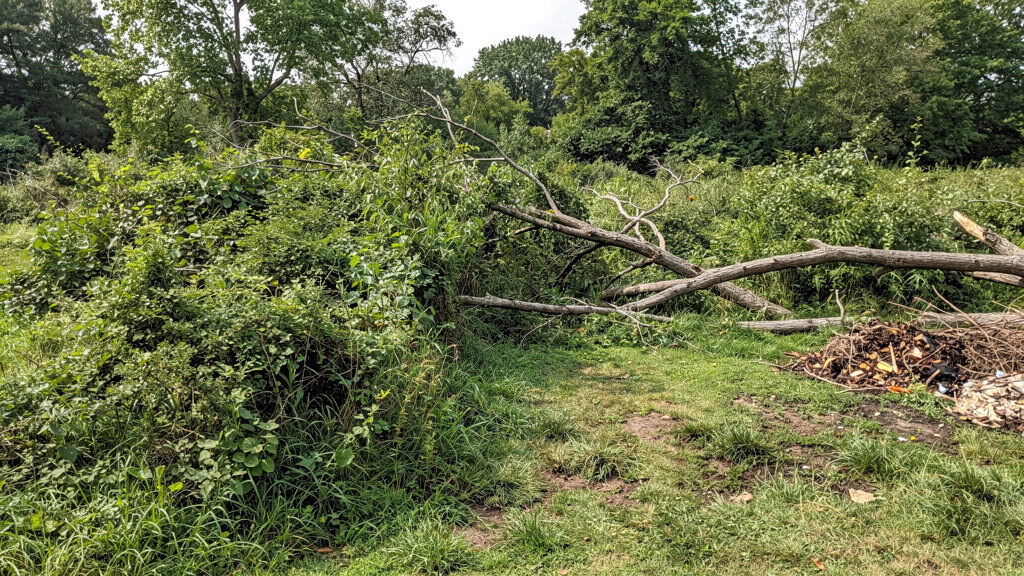 Lot clearing crew removing trees and debris from property